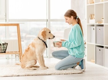 Patiently introduce the new diet to your dog. (Shutterstock) Patiently introduce the new diet to your dog. (Shutterstock)