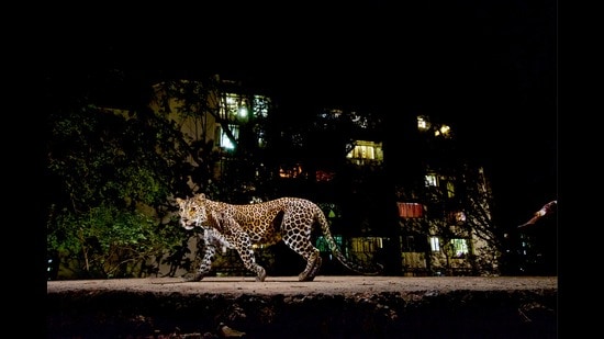 A leopard walks through a residential neighbourhood in India. Leopard-human conflict has been on the rise here, as cities and towns encroach into dwindling forests. (Photo: Steve Winter / Big Cat Voices)