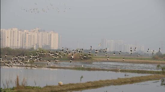 Dirty water of Najafgarh drain logged in the Daulatabad village field at Dwarka expressway. (HT Photo)