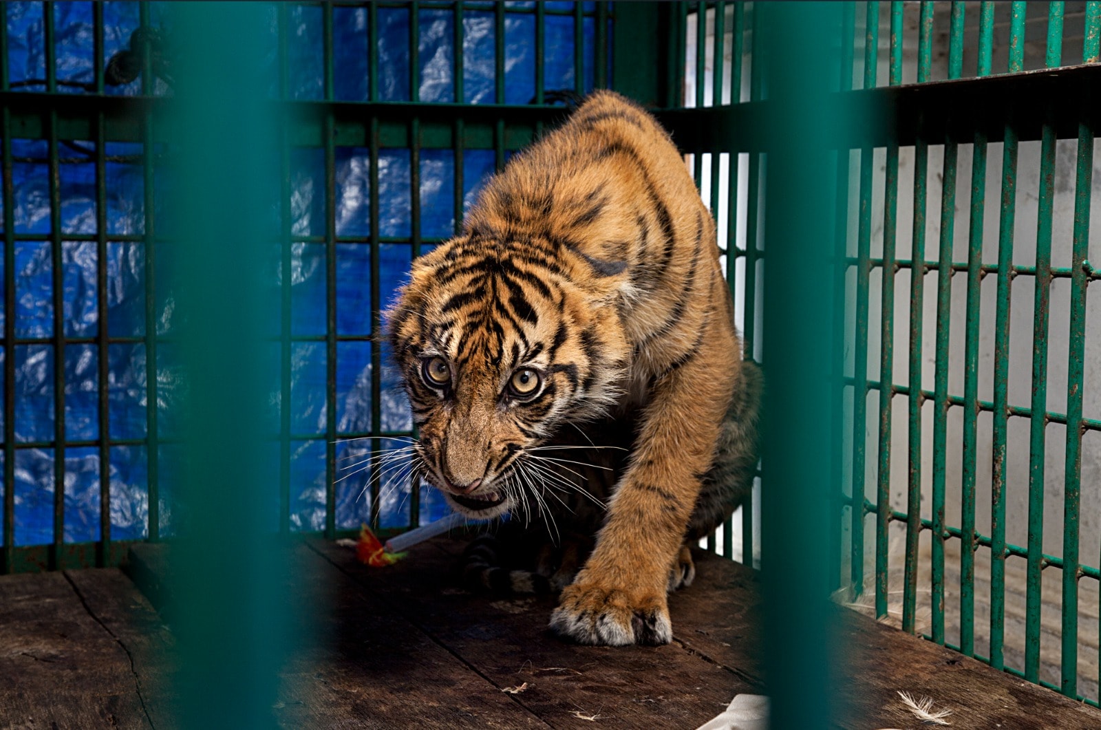 (Photo: Steve Winter / Big Cat Voices)