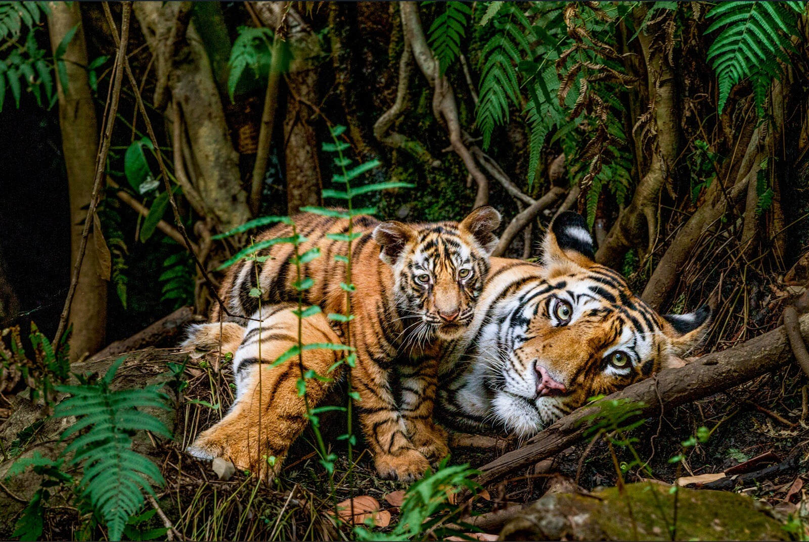 (Photo: Steve Winter / Big Cat Voices)