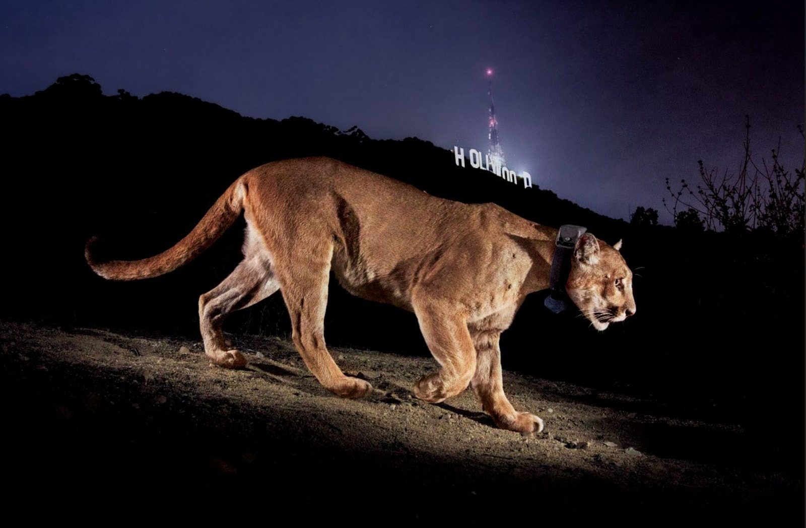 Winter’s iconic photograph of P-22. (Photo: Steve Winter / Big Cat Voices) Winter’s iconic photograph of P-22. (Photo: Steve Winter / Big Cat Voices)