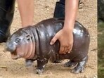 Moo Deng, a pygmy hippo from Khao Kheow Open Zoo, captured the hearts of millions online.
Moo Deng, a pygmy hippo from Khao Kheow Open Zoo, captured the hearts of millions online.