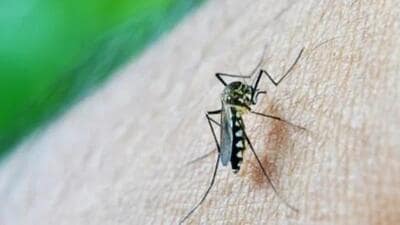 Chikungunya virus (CHIKV) is a mosquito-borne viral disease spread by the bites of infected Aedes mosquitoes that causes fever, severe joint and muscle pain, headache, nausea, fatigue and rash (Representative image) Chikungunya virus (CHIKV) is a mosquito-borne viral disease spread by the bites of infected Aedes mosquitoes that causes fever, severe joint and muscle pain, headache, nausea, fatigue and rash (Representative image)