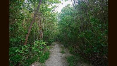Compared to the 2021 assessment, there has been an increase of 1,445 sq km in the total forest and tree cover, nearly as large as the area of Delhi (Representational image) Compared to the 2021 assessment, there has been an increase of 1,445 sq km in the total forest and tree cover, nearly as large as the area of Delhi (Representational image)