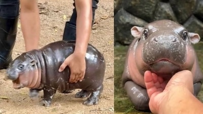 Moo Deng, a pygmy hippo from Khao Kheow Open Zoo, captured the hearts of millions online. (Instagram/@ernestopesto) Moo Deng, a pygmy hippo from Khao Kheow Open Zoo, captured the hearts of millions online. (Instagram/@ernestopesto)