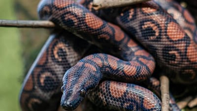 An investigation into a concerning occurrence in which a class seven kid was bitten by a snake inside a classroom at an assisted school in Neyyattinkara, a town close to the state capital, has been ordered by the Kerala government. (PTI) An investigation into a concerning occurrence in which a class seven kid was bitten by a snake inside a classroom at an assisted school in Neyyattinkara, a town close to the state capital, has been ordered by the Kerala government. (PTI)