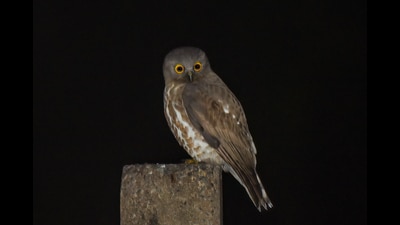 The brown hawk-owl in Sector 18-B. (Anuj Jain) The brown hawk-owl in Sector 18-B. (Anuj Jain)