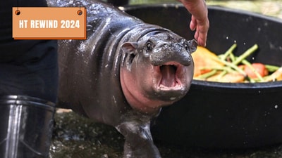 Moo Deng and other animals took the internet by storm in 2024. Moo Deng and other animals took the internet by storm in 2024.