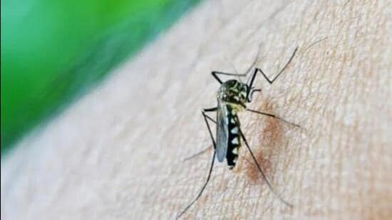 Chikungunya virus (CHIKV) is a mosquito-borne viral disease spread by the bites of infected Aedes mosquitoes that causes fever, severe joint and muscle pain, headache, nausea, fatigue and rash (Representative image)