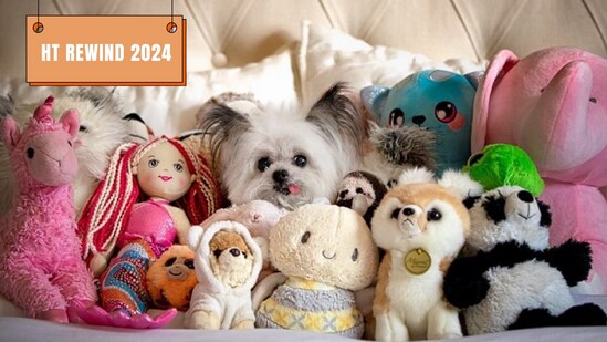 Year-ender 2024: Have you met Norbert, the therapy dog from LA? How cute is he? He is one those Instagram-famous pets who ruled social media this year. (Instagram/NORBERT)