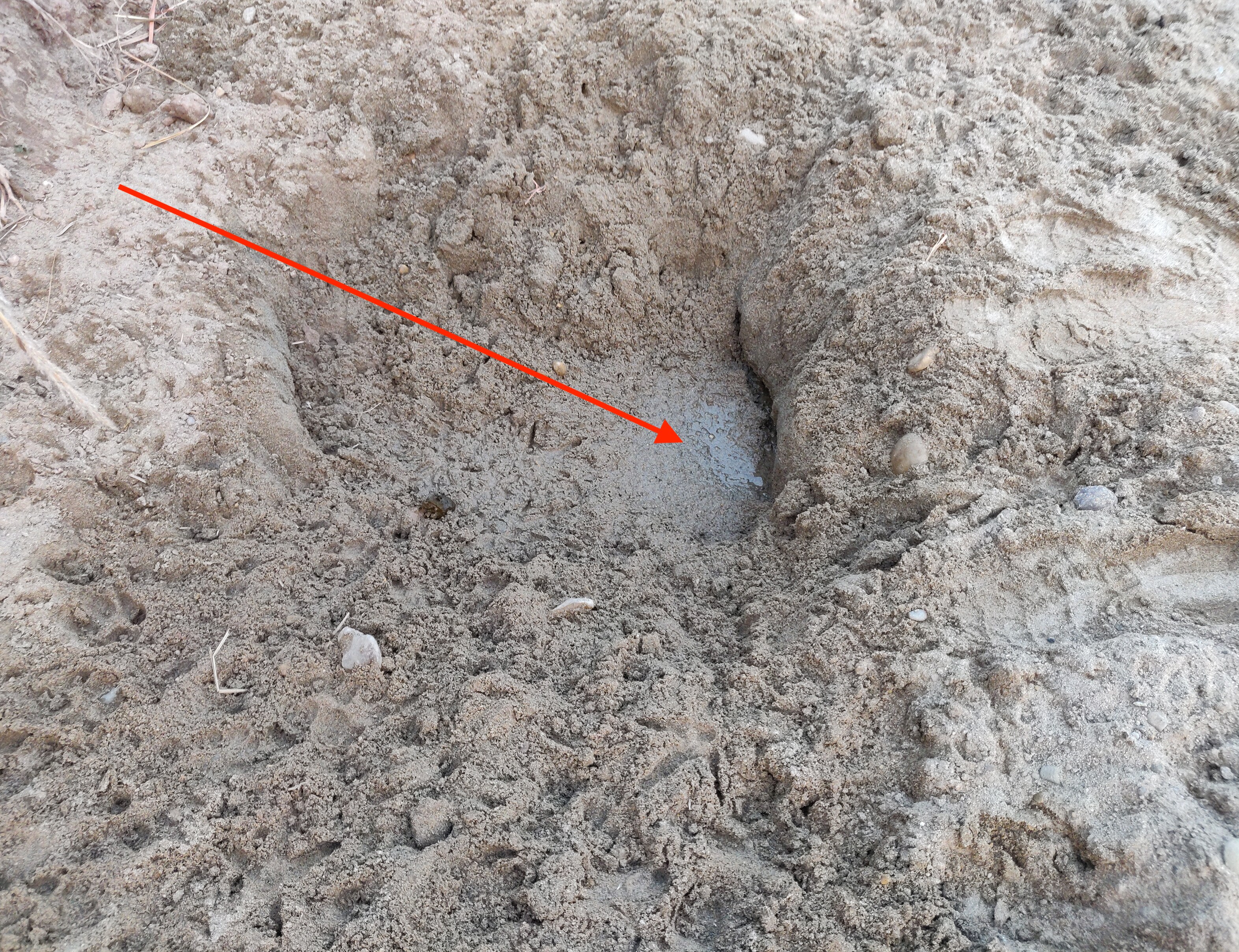 Red arrow points to water in a hole dug by boars in the Jainti rivulet. The hole’s surroundings are pockmarked with different animal footprints. (Vikram Jit Singh) Red arrow points to water in a hole dug by boars in the Jainti rivulet. The hole’s surroundings are pockmarked with different animal footprints. (Vikram Jit Singh)