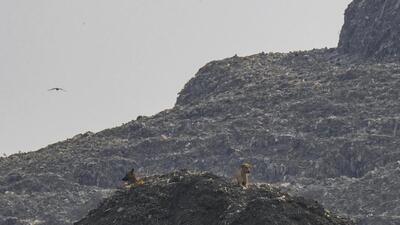 According to the latest deadline, MCD plans to clear the Ghazipur landfill site by December 2028. (PTI)