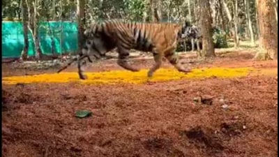 Tigress Zeenat was brought from Maharashtra’s Tadoba Andhari Tiger Reserve to Similipal Tiger Reserve last month and released into the wild on November 24 (Videograb/x/susantananda3)