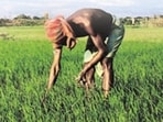The farmer said that he was left with no choice but to request euthanasia, as all his land was taken. (Pic used for representation) (File)