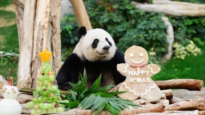 In this photo released by Hong Kong Ocean Park, Giant Panda Ying Ying poses with Christmas treats at the Ocean Park in Hong Kong. (AP) In this photo released by Hong Kong Ocean Park, Giant Panda Ying Ying poses with Christmas treats at the Ocean Park in Hong Kong. (AP)