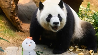 Giant Panda Ke Ke reacts to an ice snow man at the Ocean Park in Hong Kong. (AP) Giant Panda Ke Ke reacts to an ice snow man at the Ocean Park in Hong Kong. (AP)
