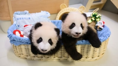 In this photo released by Hong Kong Ocean Park, twin panda cubs are shown with Christmas decorations at the Ocean Park in Hong Kong. (AP) In this photo released by Hong Kong Ocean Park, twin panda cubs are shown with Christmas decorations at the Ocean Park in Hong Kong. (AP)