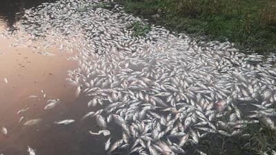 People working for river conservation have claimed that thousands of dead fish were found floating in Mula-Mutha river, at the banks of Naik Bet, an island situated on the river at Bund Garden. (HT) People working for river conservation have claimed that thousands of dead fish were found floating in Mula-Mutha river, at the banks of Naik Bet, an island situated on the river at Bund Garden. (HT)