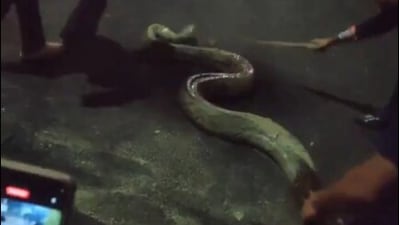 A 100-kg python was found and rescued at Assam University, Silchar. (X/@factostats) A 100-kg python was found and rescued at Assam University, Silchar. (X/@factostats)
