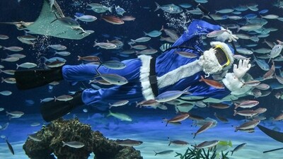 A diver dressed in a blue Santa Claus costume waves as she swims with fish at Sunshine Aquarium during their annual promotional preparations for an upcoming Christmas special event in Tokyo. (AFP) A diver dressed in a blue Santa Claus costume waves as she swims with fish at Sunshine Aquarium during their annual promotional preparations for an upcoming Christmas special event in Tokyo. (AFP)