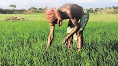 The farmer said that he was left with no choice but to request euthanasia, as all his land was taken. (Pic used for representation) (File) (AFP)