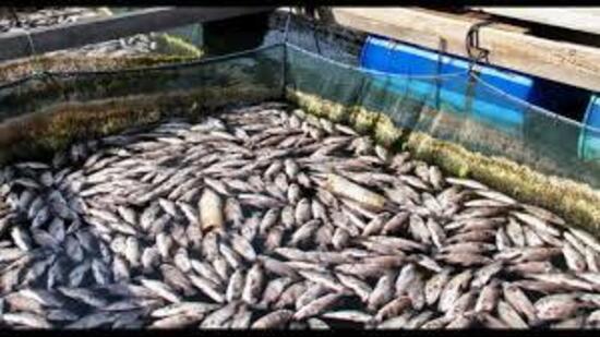 Meera D Ansal, Dean of College of Fisheries, encouraged farmers to actively participate in such meetings for technical updates, experience sharing, and research feedback (HT File)