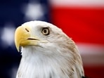 Uncle Sam, a 25-year-old bald eagle, sits on his perch in front of a U.S. flag before the Extreme Raptors Show at the Permian Basin Fair in the Ector County Coliseum fairgrounds in Odessa, Texas, on Wednesday Sept. 11, 2013. 