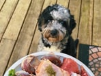 Dog_