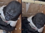 A baby gorilla was rescued while being smuggled through Turkey
