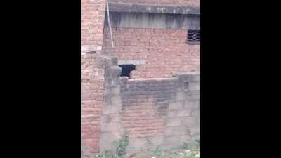 A wall that was breached using an electronic cutter. Police sources said it was 2.5 feet wide. (HT) A wall that was breached using an electronic cutter. Police sources said it was 2.5 feet wide. (HT)
