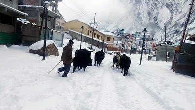 In Chamoli, Uttarakhand, a man was seen walking his cows along a snow-covered road as the region experienced heavy snowfall on Tuesday. (ANI) In Chamoli, Uttarakhand, a man was seen walking his cows along a snow-covered road as the region experienced heavy snowfall on Tuesday. (ANI)