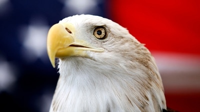 Uncle Sam, a 25-year-old bald eagle, sits on his perch in front of a U.S. flag before the Extreme Raptors Show at the Permian Basin Fair in the Ector County Coliseum fairgrounds in Odessa, Texas, on Wednesday Sept. 11, 2013. (AP)