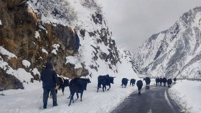 A cattle herder was seen moving his livestock toward Hanuman Chatti in the snow-covered Badrinath Dham, Chamoli district, on Tuesday. (PTI) A cattle herder was seen moving his livestock toward Hanuman Chatti in the snow-covered Badrinath Dham, Chamoli district, on Tuesday. (PTI)