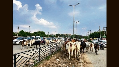 The project aims to help reduce accidents caused due to stray cattle. (HT Photo)
