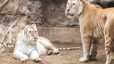 The twin tigresses, Ava and Luna, are zoo-bred and not found in the wild. (Reuters ) The twin tigresses, Ava and Luna, are zoo-bred and not found in the wild. (Reuters )