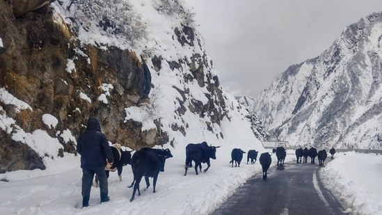 A cattle herder was seen moving his livestock toward Hanuman Chatti in the snow-covered Badrinath Dham, Chamoli district, on Tuesday.(PTI)