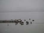 Fully frozen Dal Lake in Srinagar on Wednesday. (Waseem Andrabi/HT) Fully frozen Dal Lake in Srinagar on Wednesday. (Waseem Andrabi/HT)