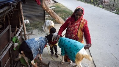 An elderly woman covers goats with warm clothes during a cold wave, in Murshidabad on Saturday. (ANI Photo) (File) An elderly woman covers goats with warm clothes during a cold wave, in Murshidabad on Saturday. (ANI Photo) (File)
