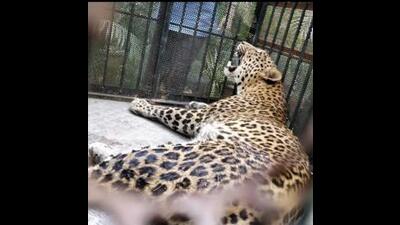Another suspected death took place in Daund on December 8 wherein the forest department is waiting for the forensic report to confirm whether or not the death was caused by a leopard. (HT PHOTO) Another suspected death took place in Daund on December 8 wherein the forest department is waiting for the forensic report to confirm whether or not the death was caused by a leopard. (HT PHOTO)