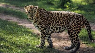 Forest officials said that the leopard’s attack was so severe that the girl’s body was found dismembered with head separated from the torso. (Representational image)