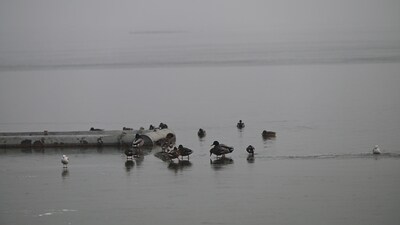 Fully frozen Dal Lake in Srinagar on Wednesday. (Waseem Andrabi/HT) Fully frozen Dal Lake in Srinagar on Wednesday. (Waseem Andrabi/HT)