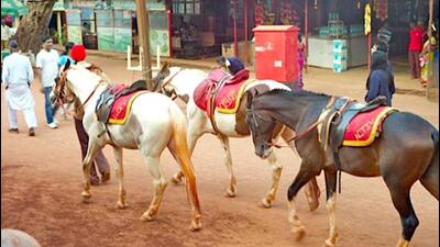 Raigad-based Dr Babasaheb Ambedkar Technological University will study the environmental damage caused by horse dung and movement of the animal at Matheran. (HT FILE)