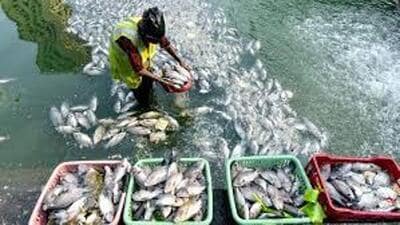 Rejuvenating 18,000 ponds will not only boost the fisheries industry but also to preserve groundwater levels and restore the ecosystem in rural areas. (HT File)