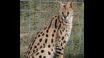 Serval, an African wild cat. (HT Photo)
