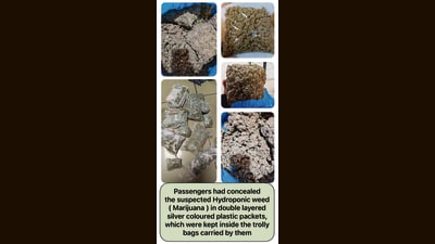 Customs arrest 5, seize weed worth  ₹26 cr