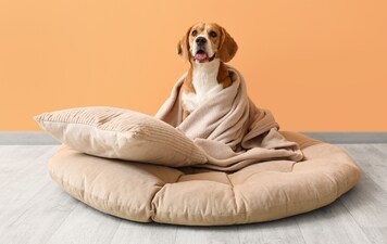 Create a cozy haven for your furry friends with soft blankets, snug beds, and love.