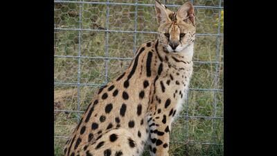 Serval, an African wild cat. (HT Photo) Serval, an African wild cat. (HT Photo)