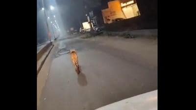 The cheetah was spotted again on the streets of Sheopur on Wednesday (@Ajaydubey9/X) The cheetah was spotted again on the streets of Sheopur on Wednesday (@Ajaydubey9/X)