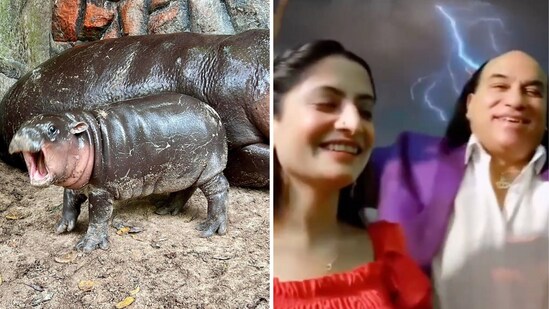 Moo Deng became internet's favourite hippo while Pakistani singer Chahat Fateh Ali Khan gave us "Bado Badi". (X)